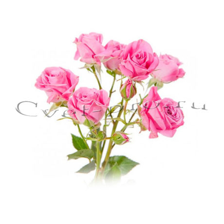 Кустовые розы, купить цветы Тольятти, доставка цветов в Тольятти, Cvet-pro