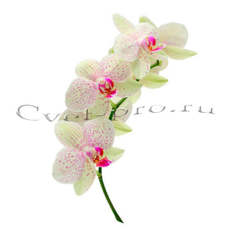 Орхидеи, купить цветы Тольятти, доставка цветов в Тольятти, Cvet-pro