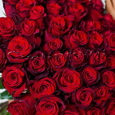 51 красная роза с лентой, купить цветы в Тольятти, доставка цветов в Тольятти, 51 красная красная роза, Cvet-proцветов в тольятти | доставка цветов тольятти | цветы тольятти | розы тольятти | 8 марта | 8 марта тольятти | купить цветы | букет цветов | букет тольятти | бесплатно | доставка бесплатно | цветы | cvet-pro