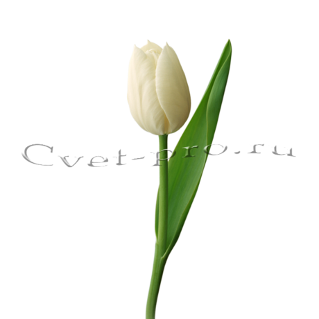 Тюльпаны, купить цветы Тольятти, доставка цветов в Тольятти, Cvet-pro