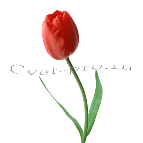 Тюльпаны, купить цветы Тольятти, доставка цветов в Тольятти, Cvet-pro