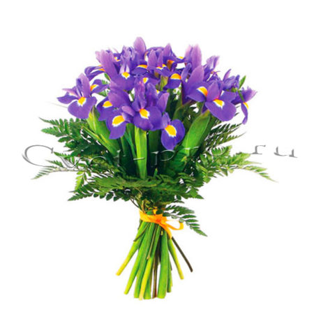 Ирисы, купить цветы Тольятти, доставка цветов Тольятти, Cvet-pro