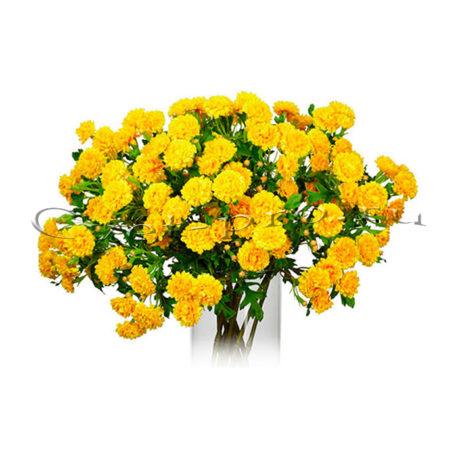 Гвоздики, купить цветы Тольятти, доставка цветов в Тольятти, Cvet-pro