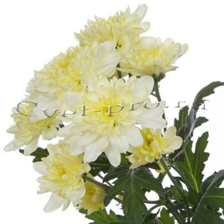 Хризантемы, купить цветы Тольятти, доставка цветов в Тольятти, Cvet-pro