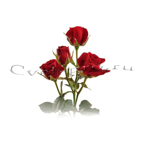 Кустовые розы, купить цветы Тольятти, доставка цветов в Тольятти, Cvet-pro