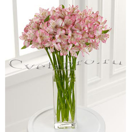 Альстромерия, купить цветы Тольятти, доставка цветов в Тольятти, Cvet-pro
