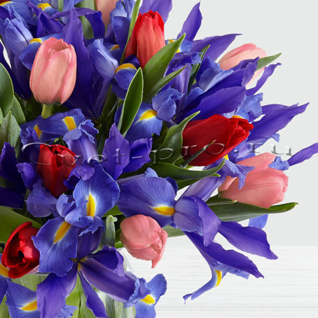 Букет Ирисы и разноцветные тюльпаны • Купить цветы Тольятти