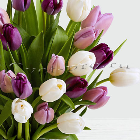 Букет 29 белых, розовых и фиолетовых тюльпанов, купить цветы Тольятти