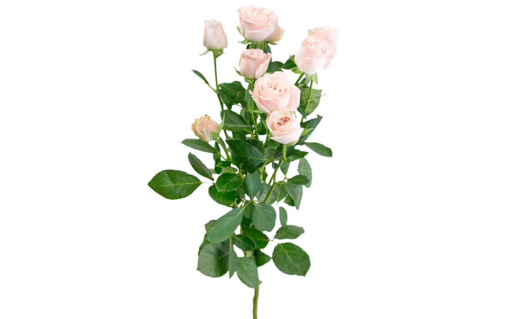 букет цветов, букет цветов Тольятти, кустовые розы