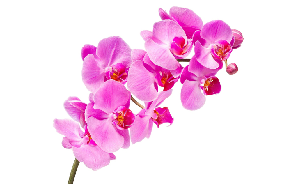 букет цветов, букет цветов Тольятти, орхидея