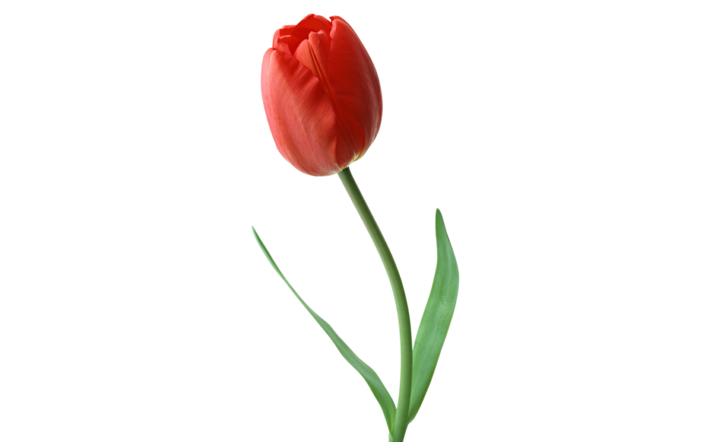 букет цветов, букет цветов Тольятти, тюльпаны